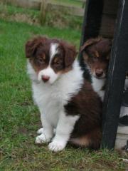Australian Shepherd Welpen