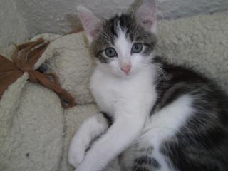 3 kleine Kitten 