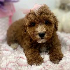 Super Goldendoodle-welpe