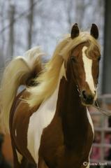 Pinto Araber Deckhengst 93% AV-Anteil, Fuchsschecke