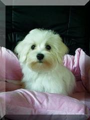 Malteser Welpe