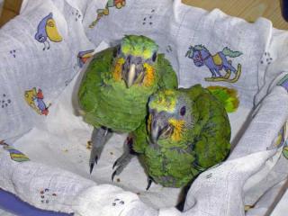 Amazonenbabys