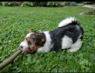 Super Liebevolle Biewer Yorkshire Terrier Welpen