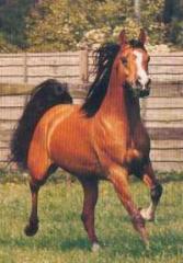 Stall sucht mehrere Reitbeteiligungen für mehrere Pferde!