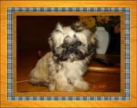 Shih-Tzu