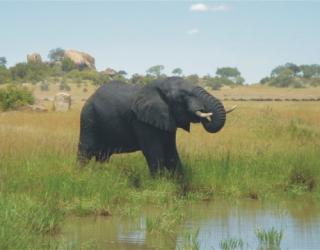 Afrika-Safari Kenya, Botswana