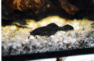 Ancistrus cf hoplogenys