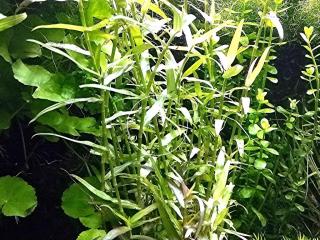 Aquarien - Bambus, RARITÄT, Aquarienpflanzen, Versand