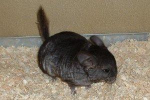 Chinchilla Babys
