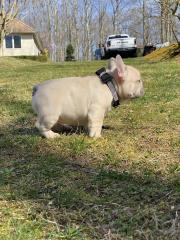 Schöne Französische Bulldoggen Welpen