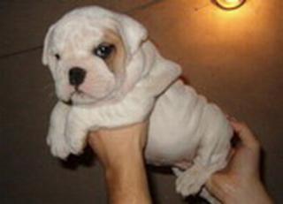 Englisch Bulldog