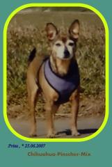 Hund Krallen kürzen