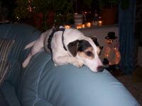 2 Jack Russel abzugeben (Familienhunde)