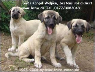 Sivas Kangal Welpen