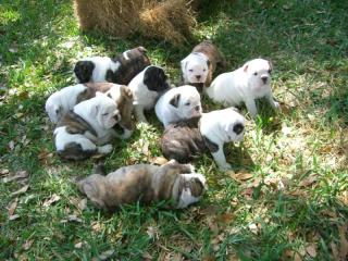 Gesunde Bulldog Welpen zu verkaufen