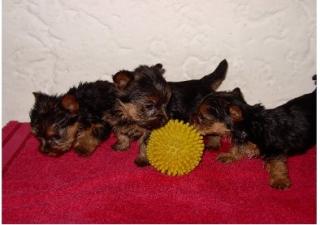 ***Yorkshire-Terrier***