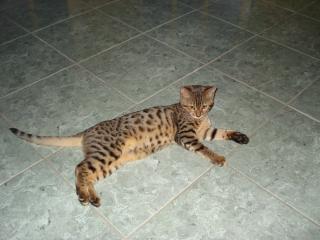 Bengalkatzen