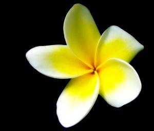 Ylang Ylang Naturcreme