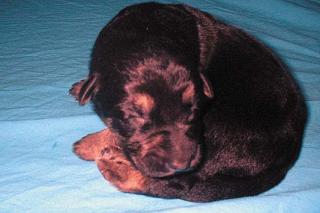 Mixbabies Schäferhund-Golden