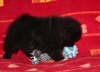  Schwarze Zwergspitz-Pomeranian Welpe (Mini)