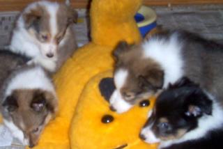 Sheltie-Welpen (Zwergcollie)