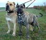 Dogo Canario