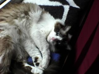 Verschmuster Ragdollkater 2 J.