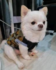 Schöne Chihuahua-Welpen