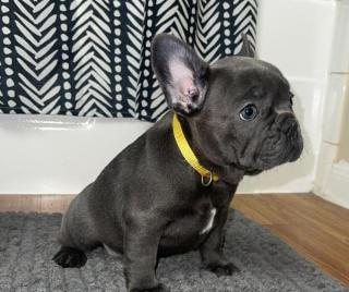 Wunderschöne Französische Bulldoggenwelpen