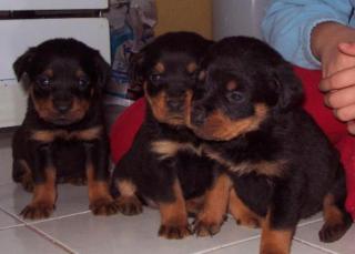 Rottweiler Welpen Ende Dezember abzugeben