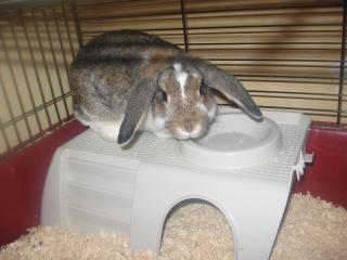 Süsser hase
