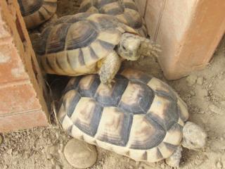 Griechische Landschildkröten