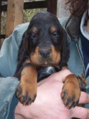 Knuffige Gordon Setter Welpen abzugeben