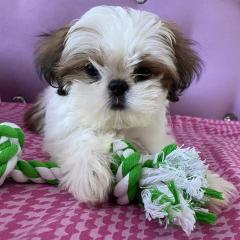 Charmante Shih Tzu Welpe