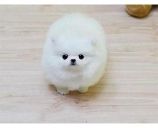 MINI Pomeranian Spitz Boo Welpe