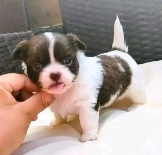 Süss Chihuahua-Welpe