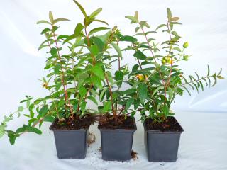 Bodendecker ab 0, 99 Euro - Cotoneaster, Vinca, Pachysandra, Efeu, diverse Staud