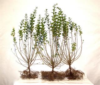 Ligusterhecke/Liguster  50-80cm groß, Freilandware