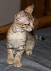 Wunderschöne Bengal und savannah  Kitten ab sofort abzugeben
