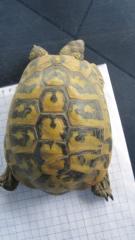 1 Griechische Landschildkröte T. H. B., männlich ,12 Jahre alt