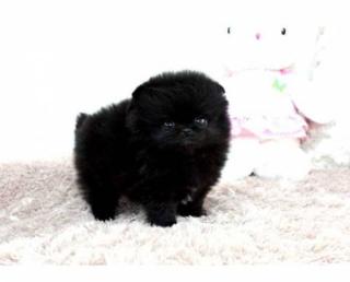 Kleiner schwarzer Pomeranian-Spitz-Welpe