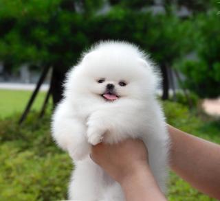 Pomeranian Spitz Welpen