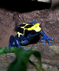 Dendrobaten Pfeilgiftfrösche abzugeben