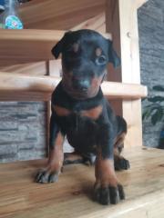 Wunderschöner Dobermann welpe