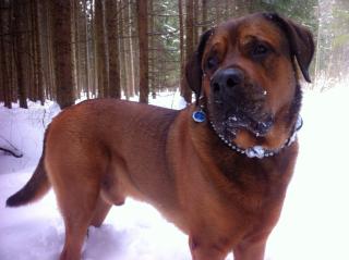 Mastiff-Rottweiler Deckrüde