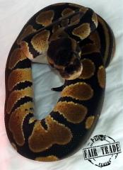 Königspython (Python regius) ENZ 2021
