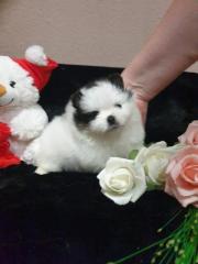 Typische Pomeranian-Welpen