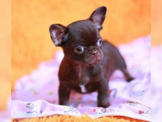 Schöne Chihuahua-Welpen