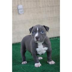 American Pitbull-Welpen (Blueline)
