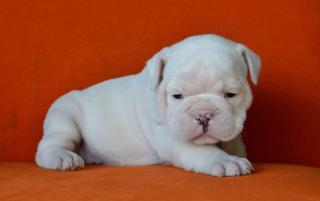 Super Englische Bulldogge welpen